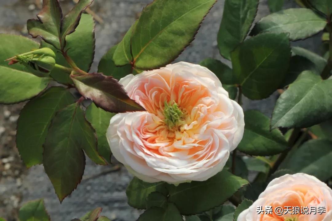 又一个十年,国产自育品种