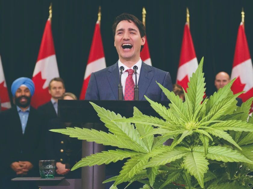 加拿大油菜籽出口滞销,加拿大大麻滞销