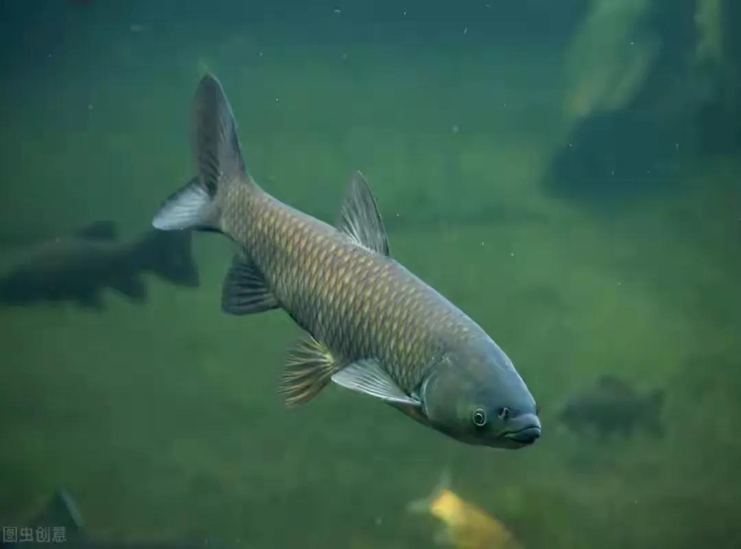 原来大鱼进窝会有这些现象，老钓手一说，让我茅塞顿开