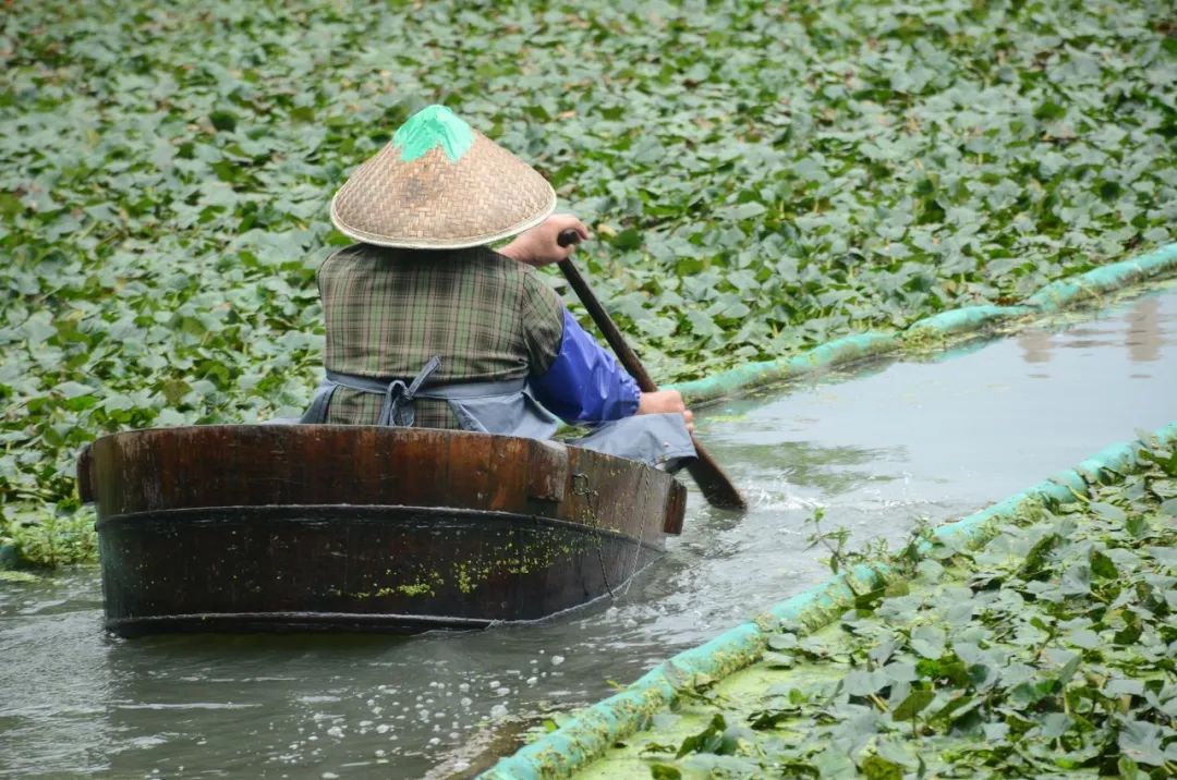 你吃的菱，是2角、4角还是0角？