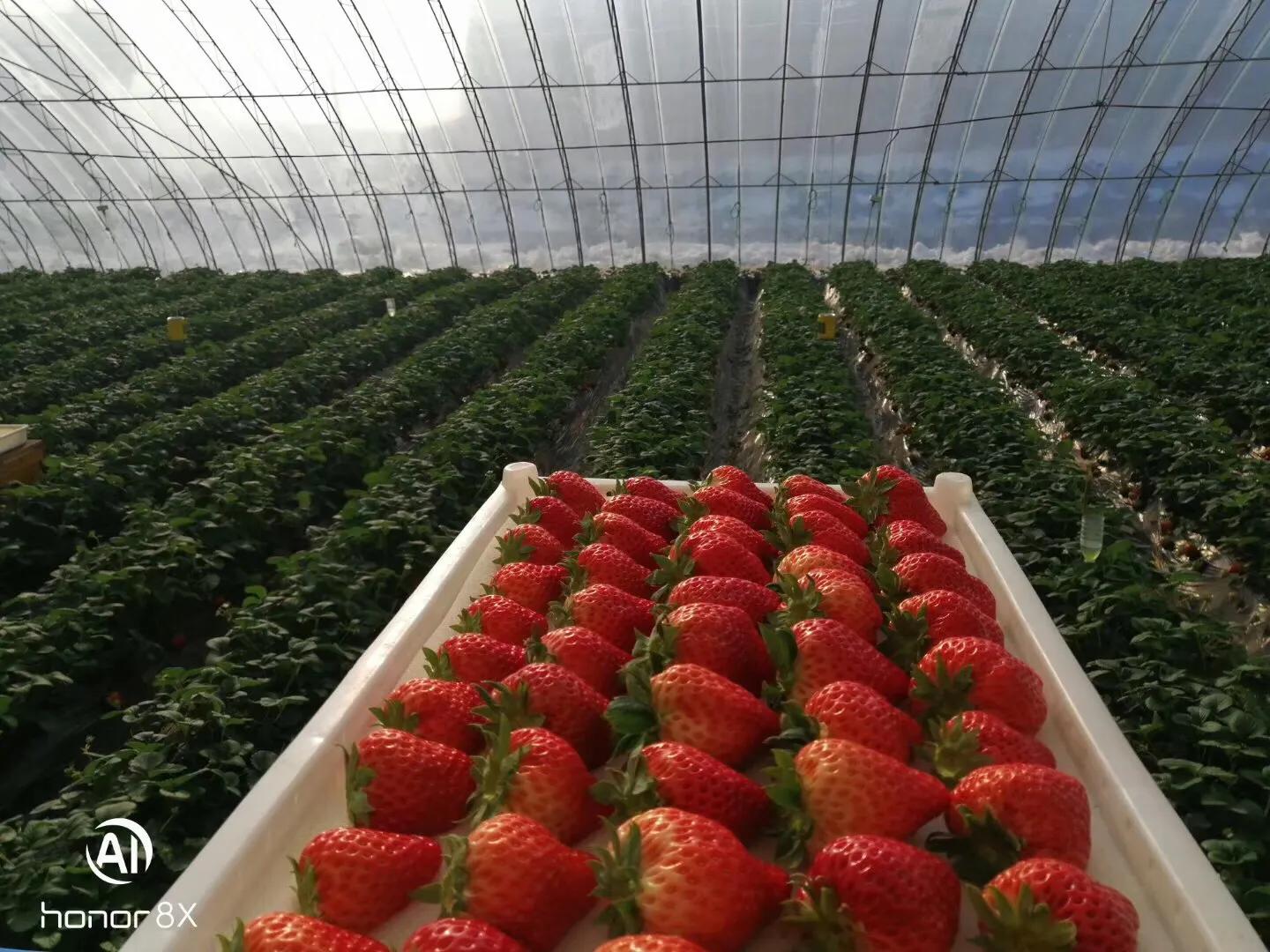 丹东99草莓直播,丹东99草莓罐头