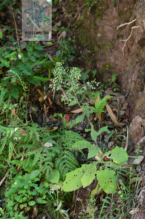 白酒草可以煮水喝吗,白酒草的药效