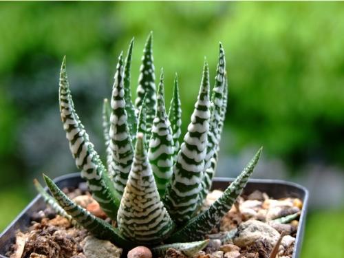 100种适合室内养的植物盆栽,10种适合室内摆放的花卉盆栽推荐