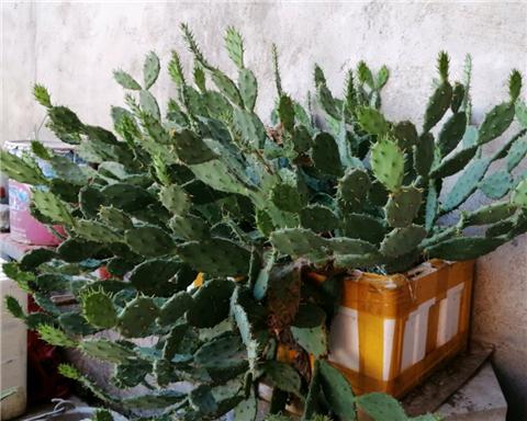 仙人掌长成圆柱形,仙人掌盆栽怎样养得宽大肥厚