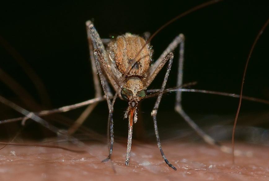 靠谱的驱蚊方法,哪些驱蚊方法比较靠谱