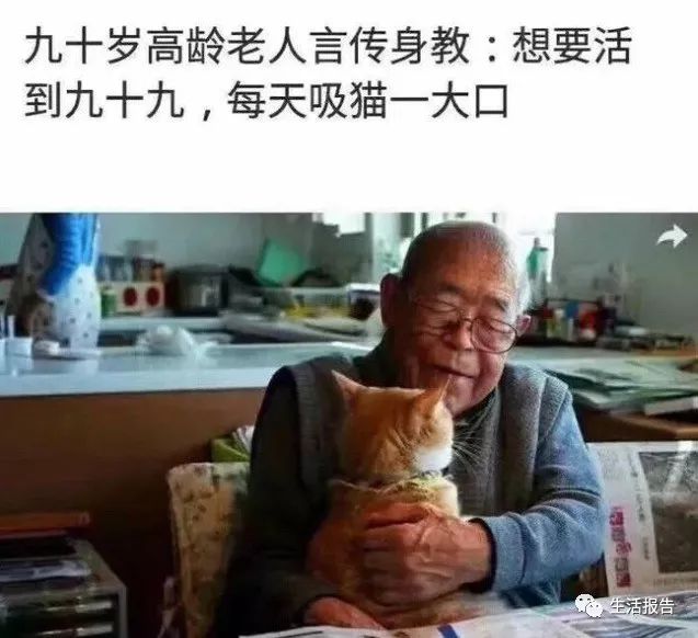 仅8.2%的猫粮符合标准！你是个合格的铲屎官么？