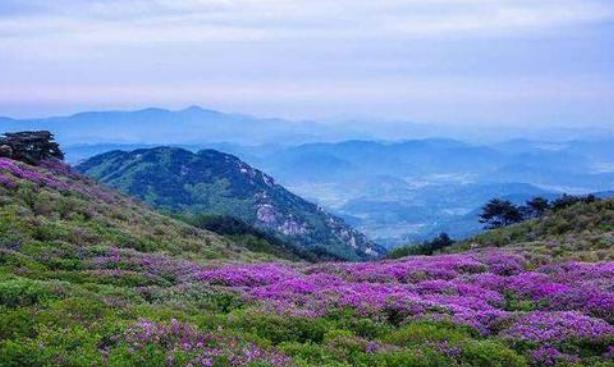 中国诗词大会董卿咏梅,诗词大会第四季第七场董卿开场白