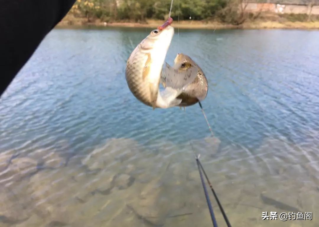 想钓鱼鱼竿推荐什么品牌,想钓鱼需要什么钓钩