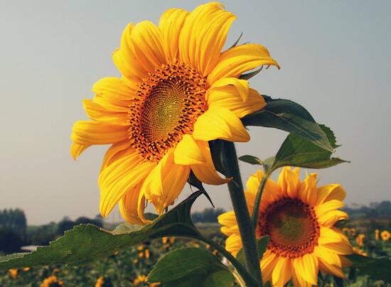 向日葵的特点有什么,向日葵为什么长得像太阳