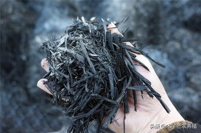 草木灰用于养猪吗,养猪小妙招神奇草木灰