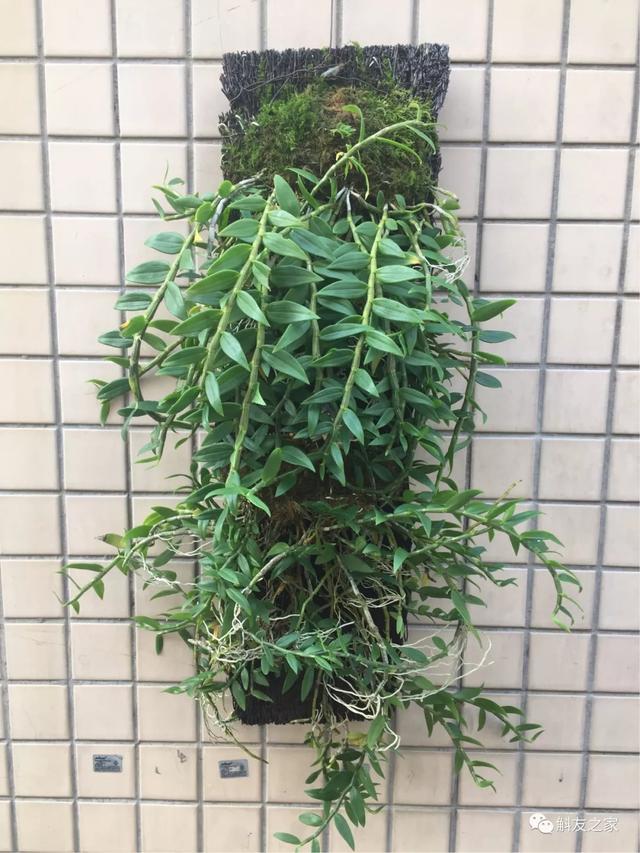石斛兰用苔藓包着水培不烂根吗,石斛兰花烂根要怎么挽救