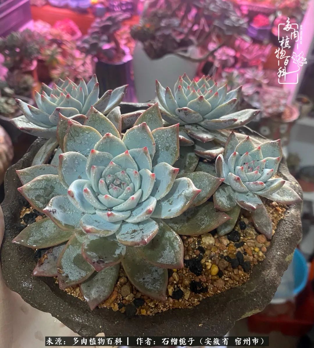 治愈系多肉：何以解忧，唯有多肉