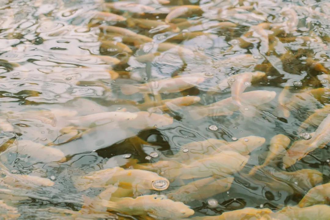 厦门特色旅游小镇,厦门两镇上榜省全域生态旅游小镇