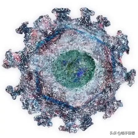 猫口炎就是猫艾滋吗,猫得了猫艾滋治不好怎么办