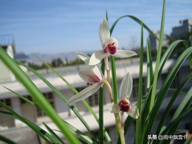 兰花怎么养才能长得旺盛,兰花怎么养才能旺盛容易开花