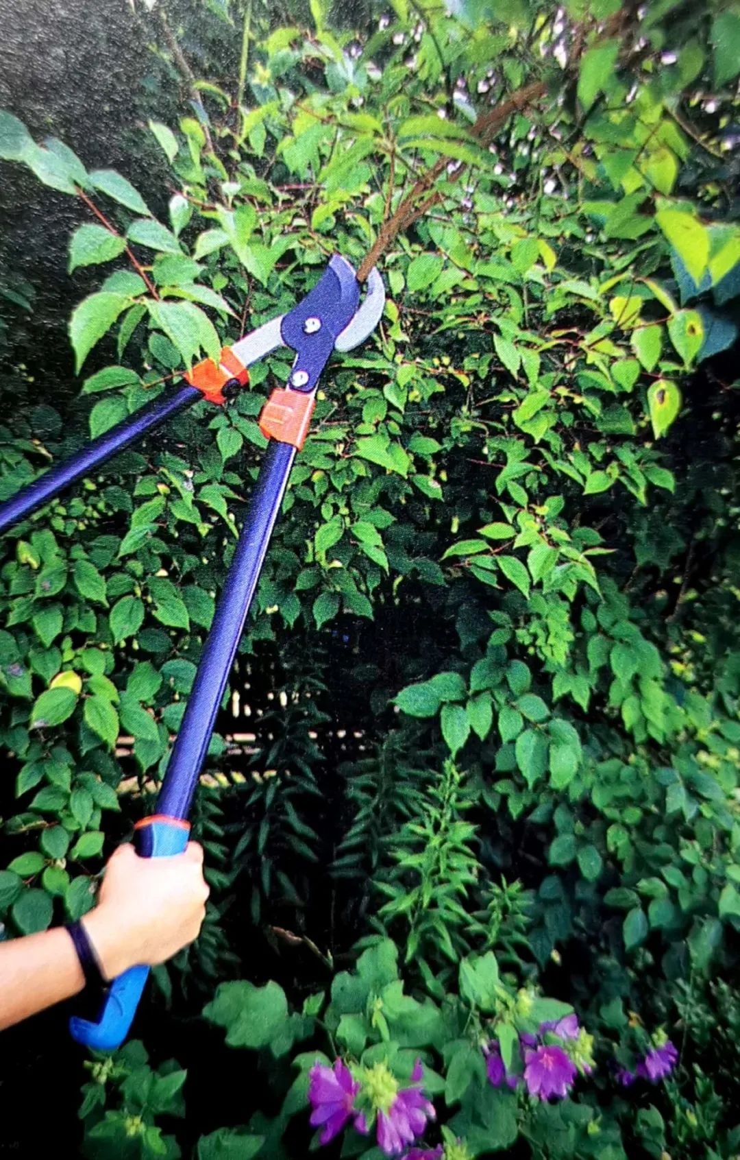 修剪的目的是什么,修剪是为了更好的生长