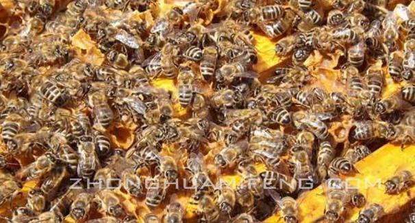 谈科学饲喂淀粉糖浆:胡元强