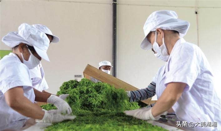 永顺县莓茶产业发展调查与思考,关于张家界莓茶产业发展