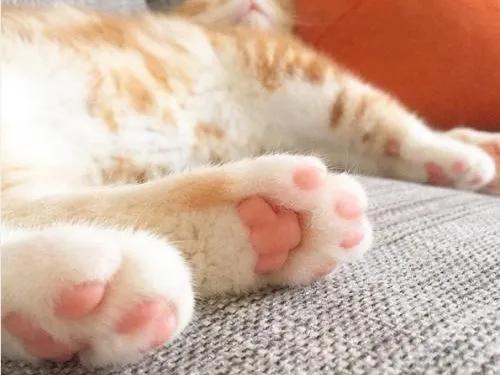 猫咪的爪子怎么捏,猫咪为什么不喜欢被铲屎官摸爪子
