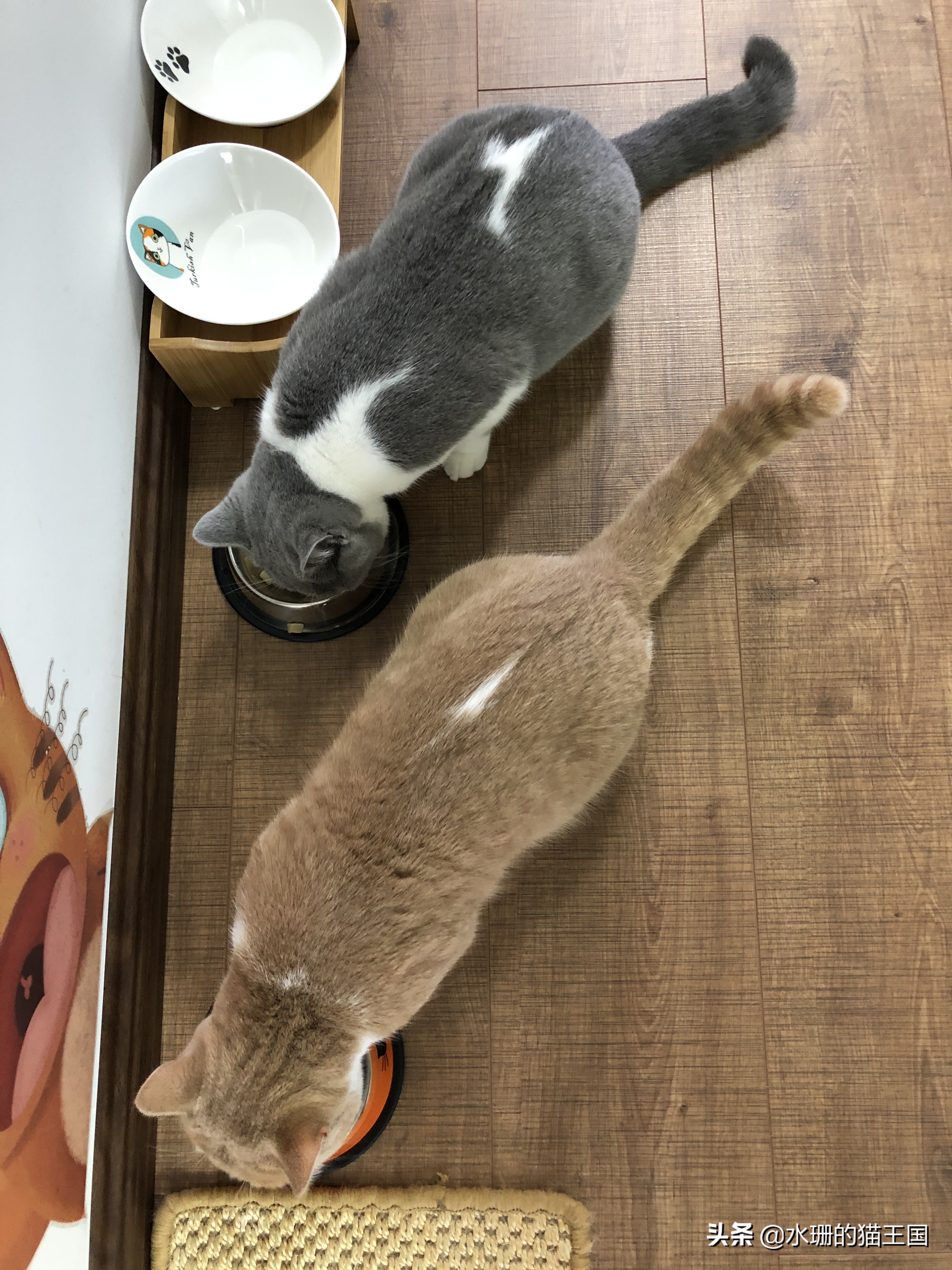 如何养猫才能驯服猫,猫也可以像狗一样训练吗