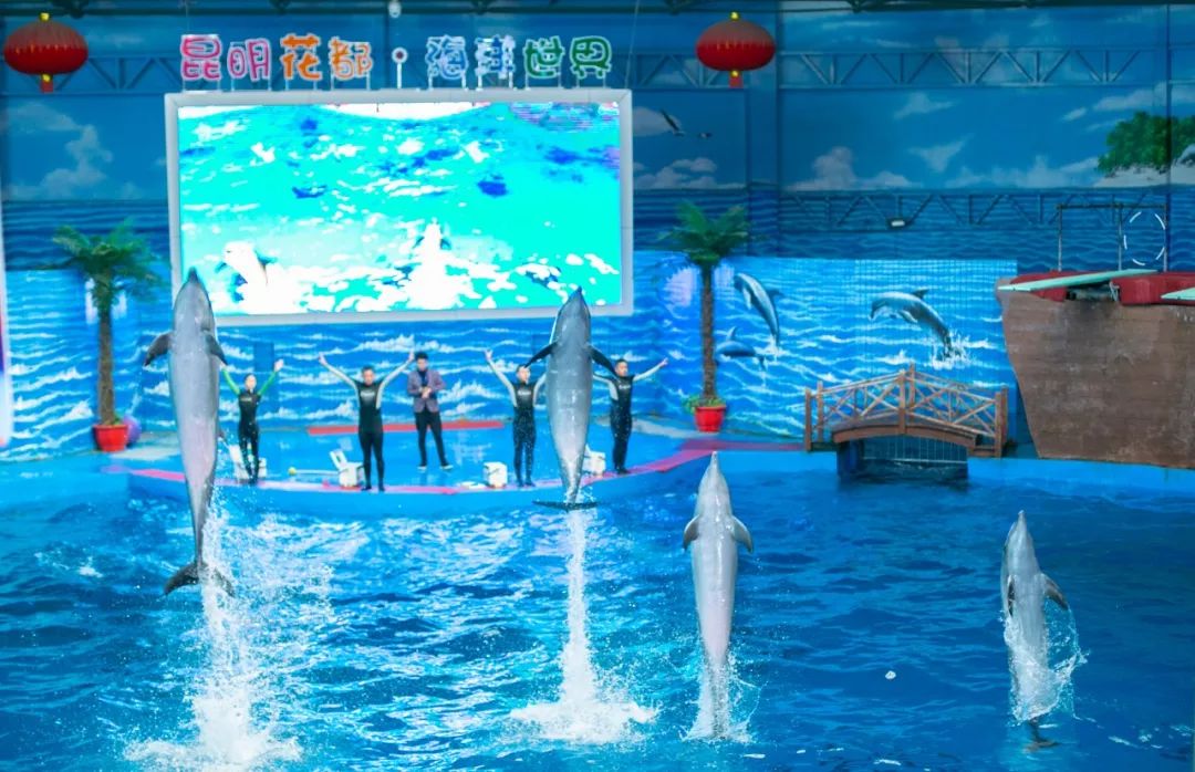 海洋剧场秀、丛林萌宠乐园、风车向阳花，昆明热闹新春，属于它
