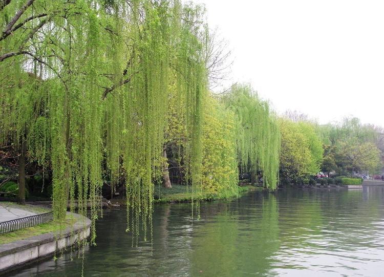 小学生美丽的柳树作文,小学生写春天柳树作文