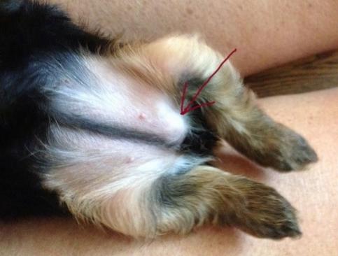 犬脐疝,小狗有脐疝怎么引起的