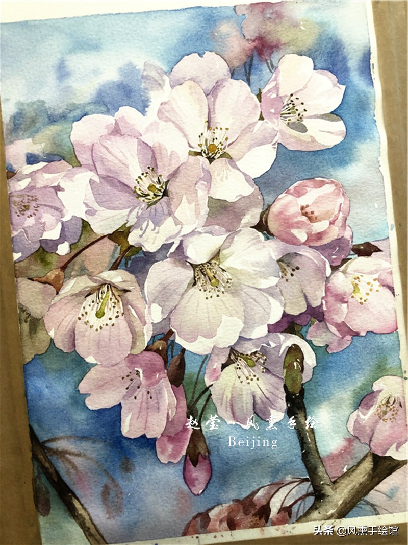 美丽的水彩樱花,水彩樱花图