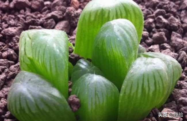 玉露的花语是什么意思,冰灯玉露的花语