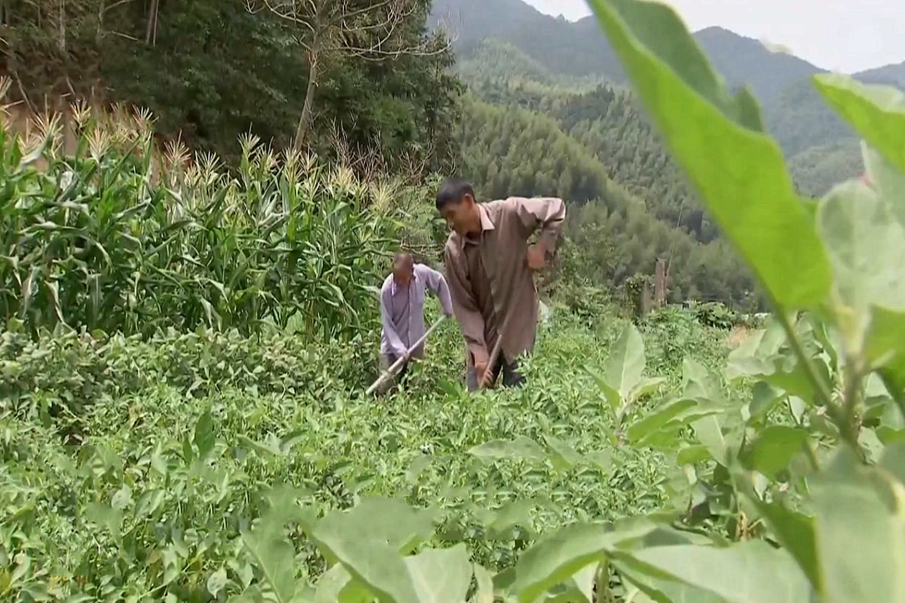 四川小伙被蛇咬在家休养赚3000万,男子被蛇咬后终身残疾
