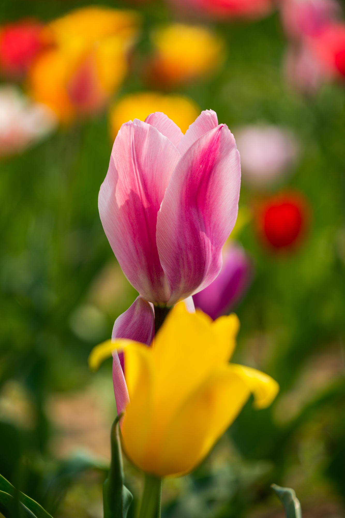 国际鲜花港郁金香,看郁金香北京国际鲜花港