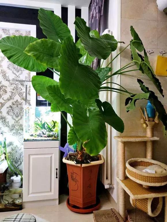 吊兰和绿萝哪个吸甲醛好养,绿萝和吊兰能清除甲醛吗