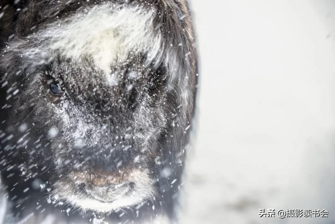 尼康拍野生动物,这位摄影师