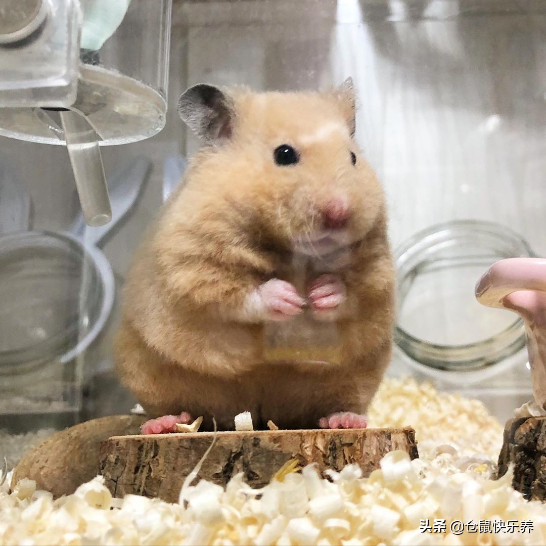 仓鼠身体胖脸瘦什么原因,仓鼠体型非常消瘦突然变胖