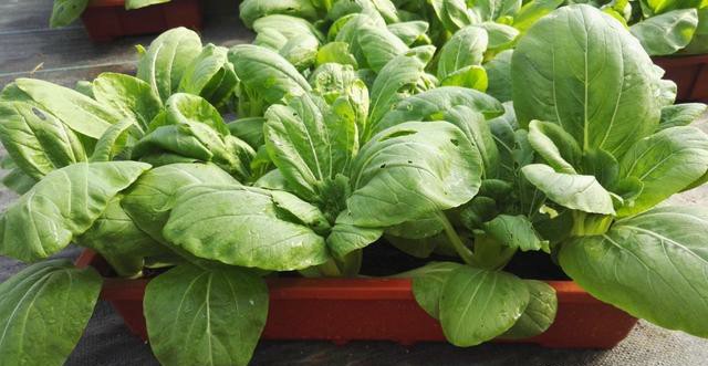 如何养龟可以让乌龟苗长得越快,如何养好刚出壳的精品龟苗