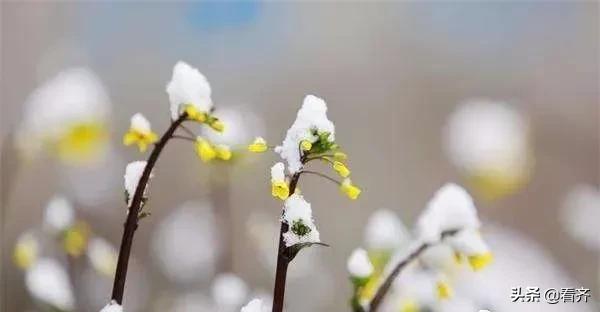 齐齐哈尔市梅里斯：面对“倒春寒”，区农业技术推广中心建议您