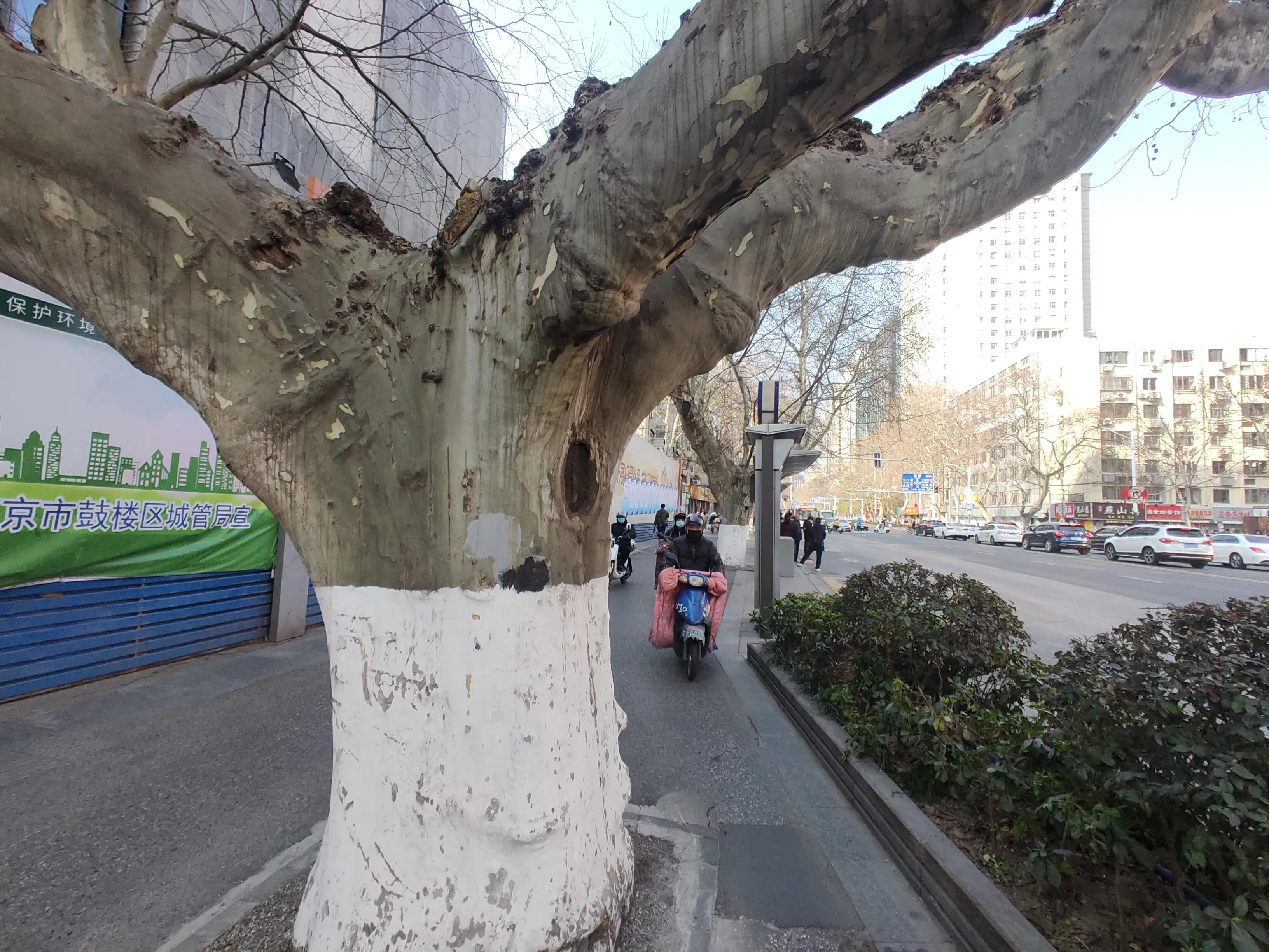 四棵千年银杏树,四棵千年古树