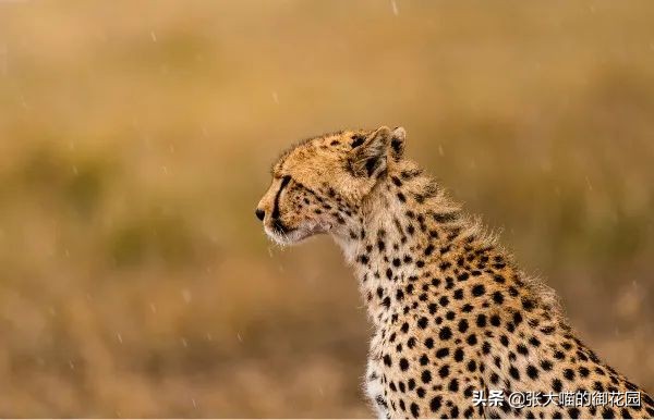 最危险的8种猫排名,世界上最历害的猫有哪些