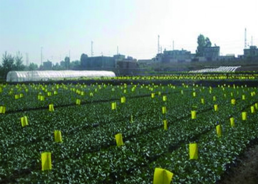 马铃薯种植面临的问题和风险,马铃薯低温种植危害
