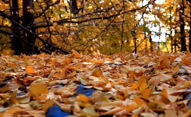 云南适合深秋游玩的地方,云南的秋天适合去哪些景点