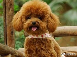 泰迪（犬类品种）”一般是指“贵宾犬（犬类品种）