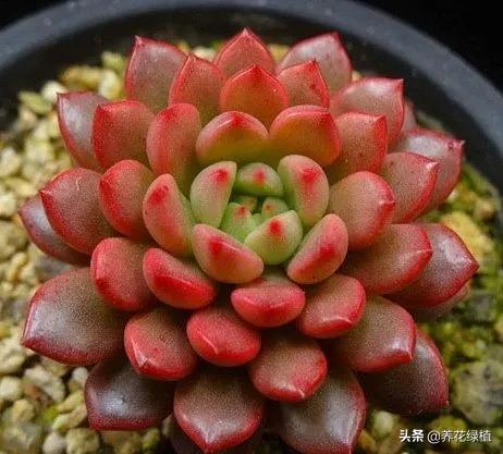 多肉植物在春天的迷人姿态,多肉植物春天31度能露养吗