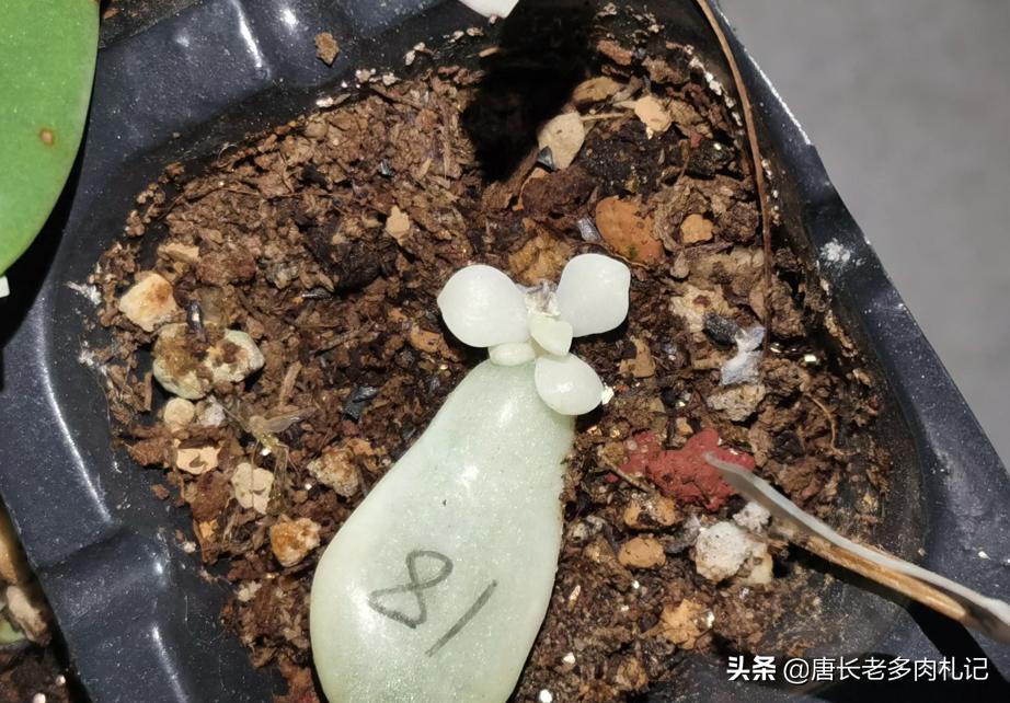 多肉美杏锦能叶插吗,多肉美杏锦叶插会活吗