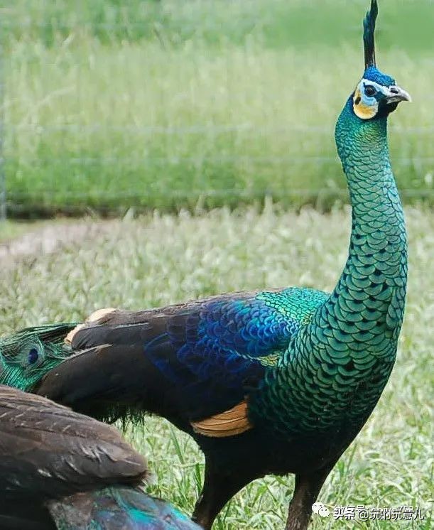 中国画孔雀名作,中国名画孔雀