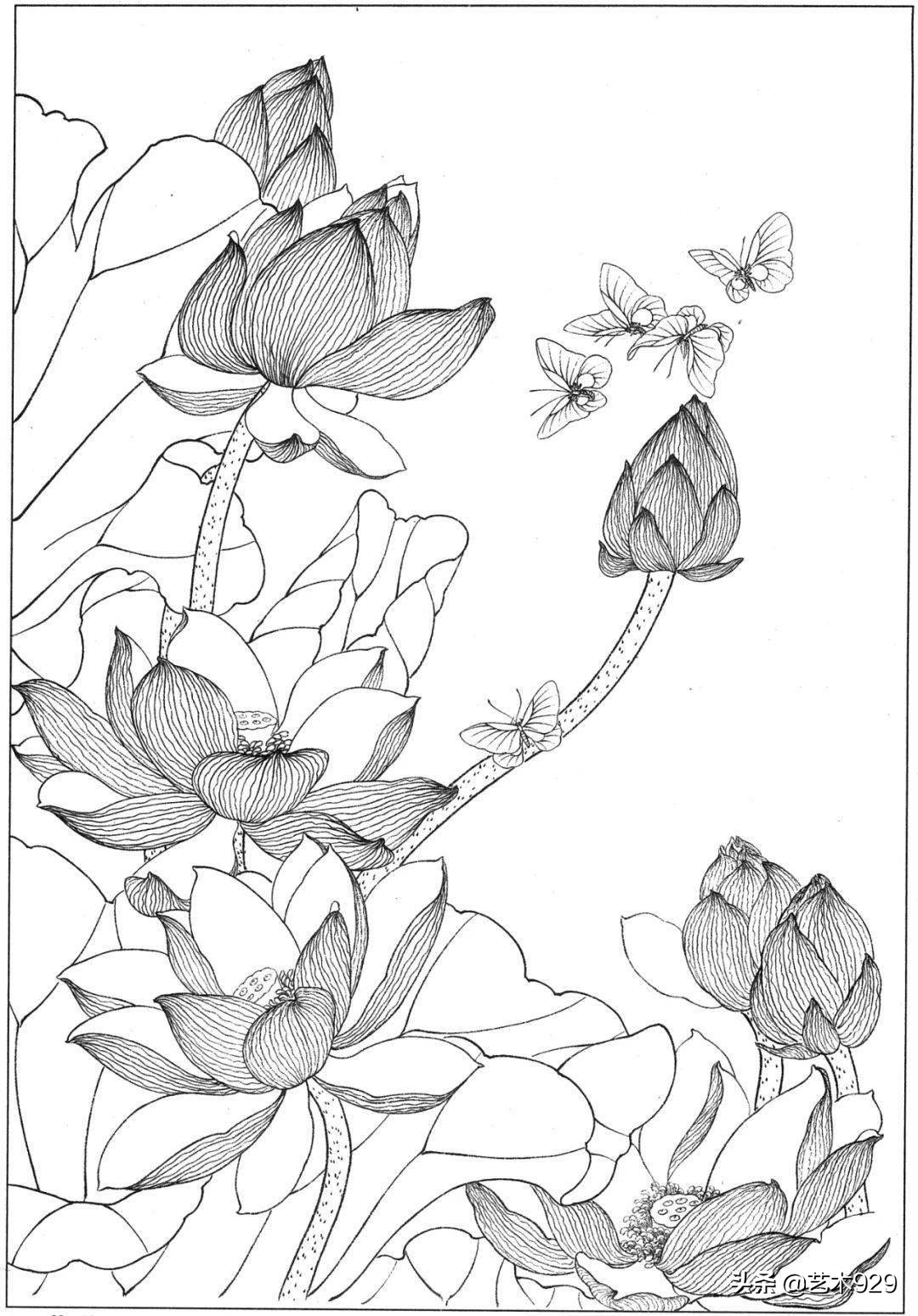 适合初学者的荷花白描画稿,荷花小品实用白描画稿