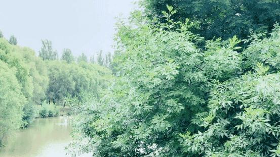 浐灞国家湿地公园最美地方,浐灞湿地公园有啥好玩的