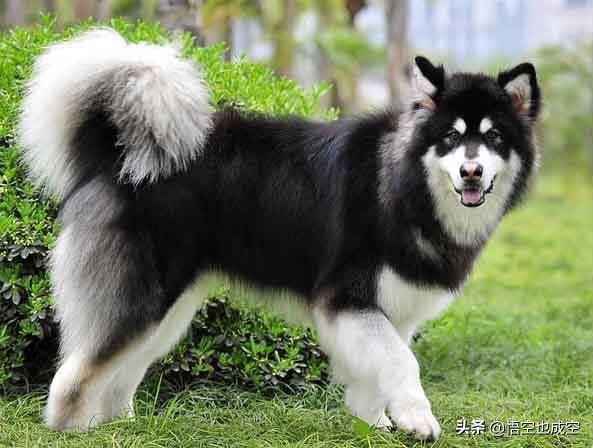 萨摩耶阿拉斯加哈士奇在草原上玩,阿拉斯加哈士奇萨摩耶三傻哪个大