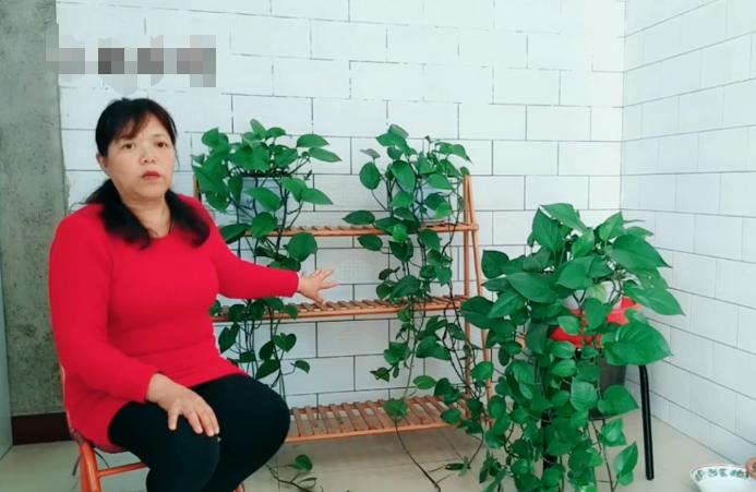 绿萝叶子发黄长斑点快速补救方法,绿萝叶子有斑点发黄怎么办