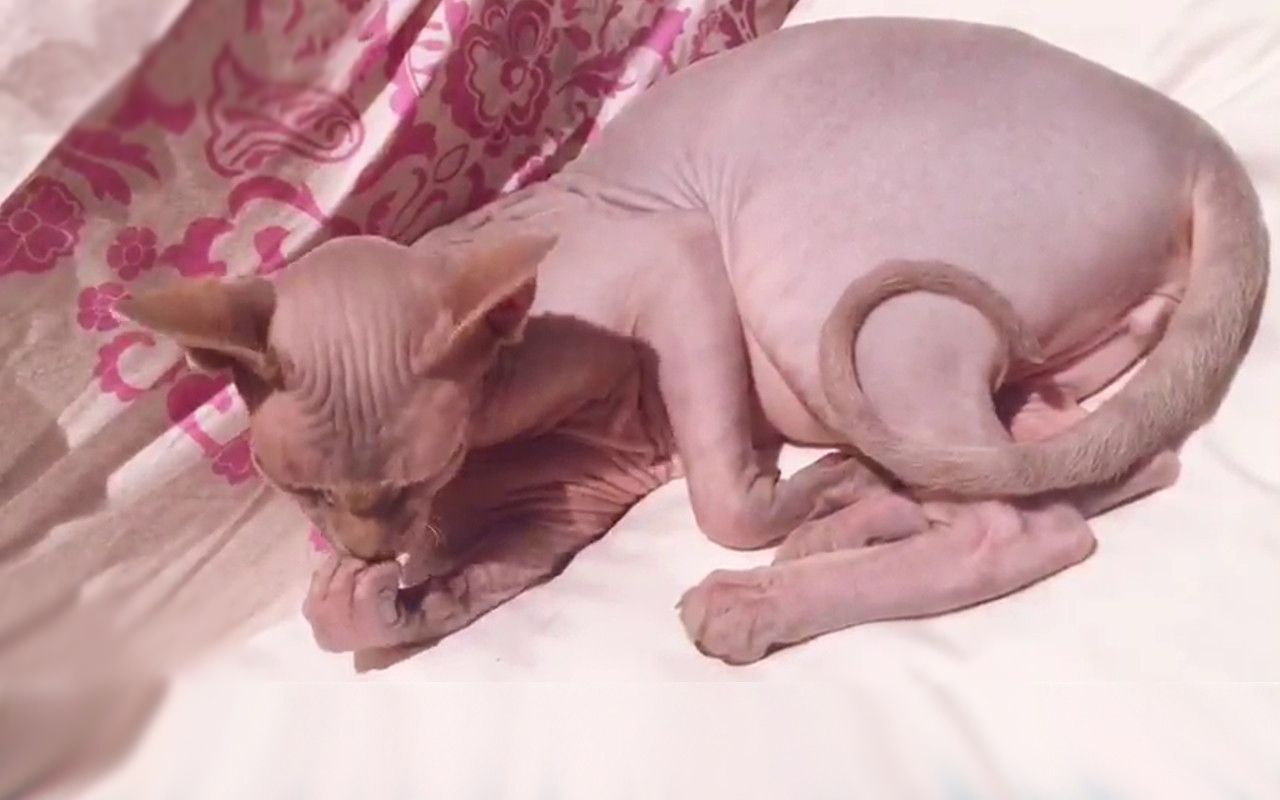 全网最好看的斯芬克斯无毛猫,最漂亮的斯芬克斯猫