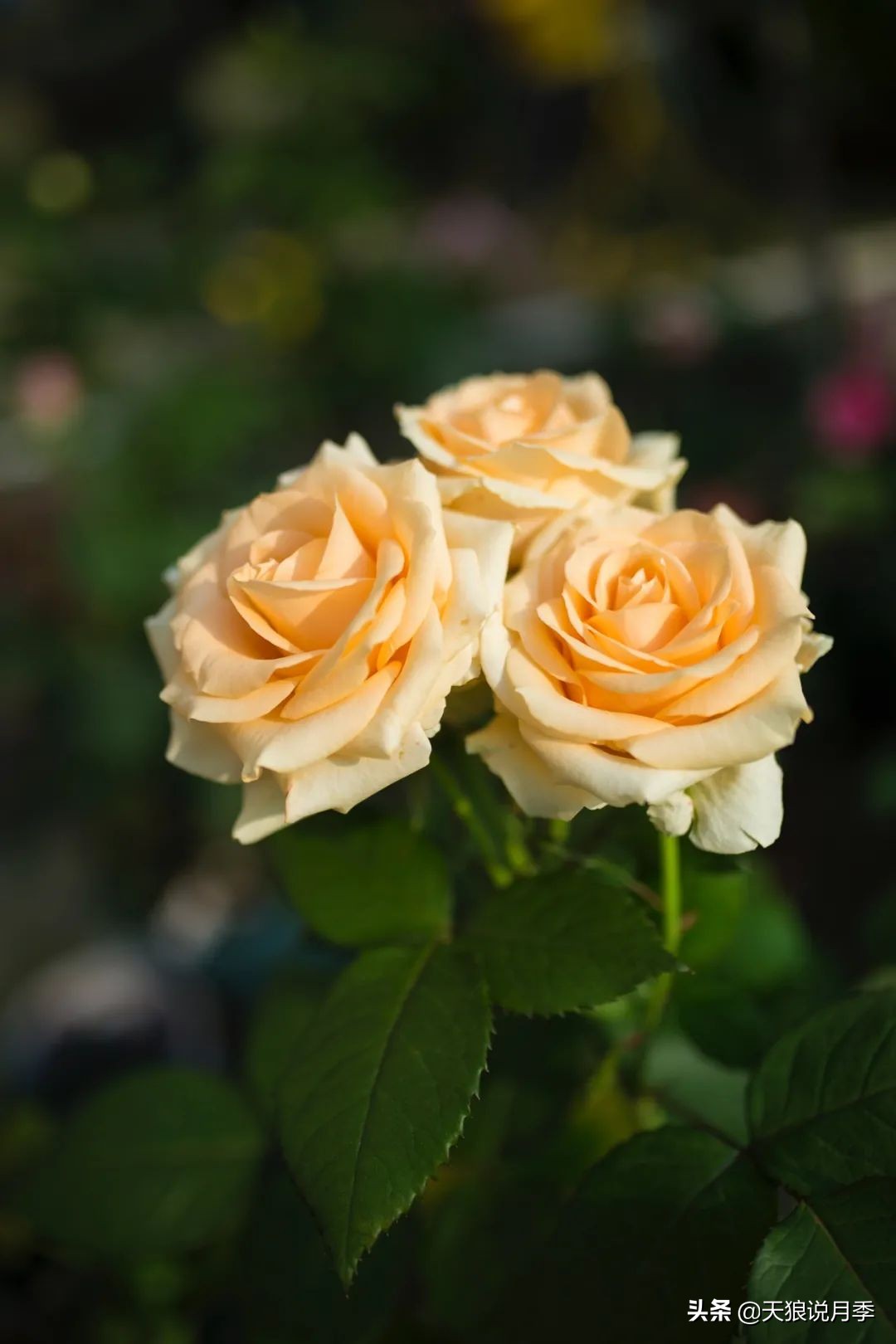 优雅女士月季花,奇葩月季品种图片